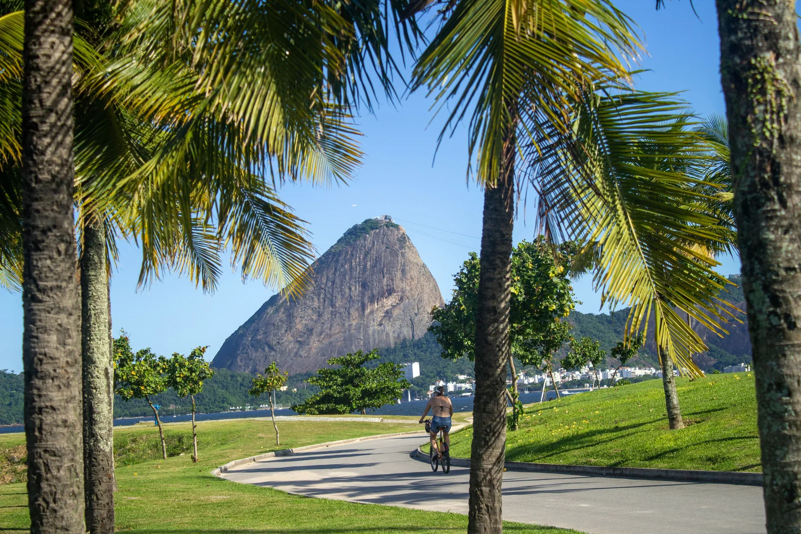 Pão de Açúcar visto de um parque com palmeiras no Rio de Janeiro